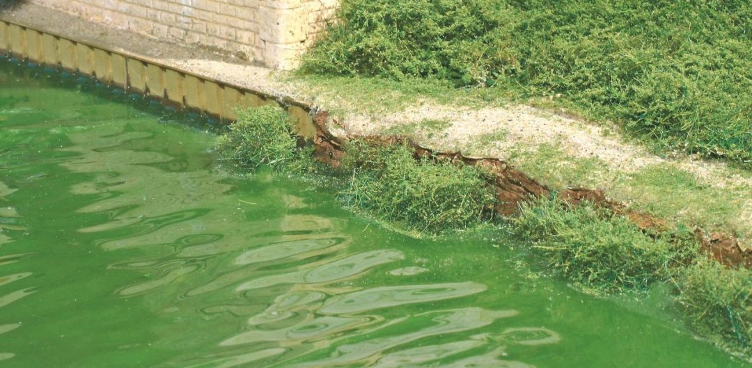 Une végétation aquatique s’est développée au pied de la berge naturelle. A noter la risée à la surface de l’eau.