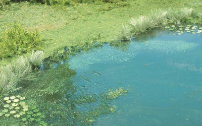 Reproduire l’eau et la végétation d’un étang