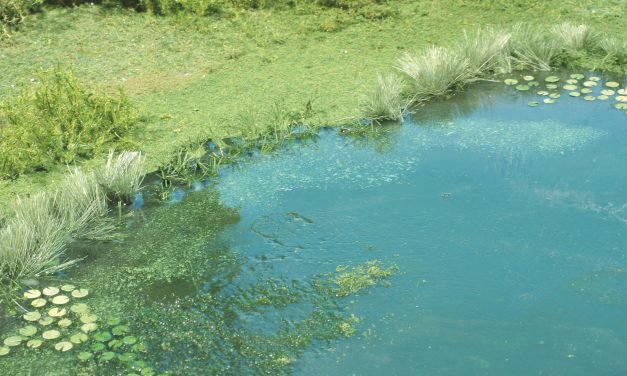 Reproduire l’eau et la végétation d’un étang
