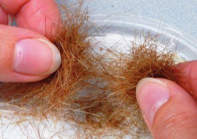 Là encore, une petite séparation des fibres obtenues sera nécessaire pour faciliter leur dispersion à travers le tamis du Gras Master.