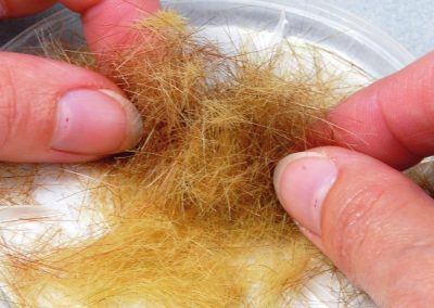 Un mélange avec des fibres de 6 mm (ici du 117) peut aussi s'envisager sans être obligatoire. Cela rend simplement le mélange plus homogène avec le reste des teintes appliquées.