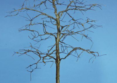 15 – La «charpente» de l’arbre vient de recevoir sa première couche de peinture, ici marron.