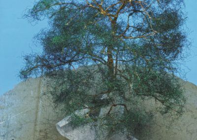 19 – Les touffes sont collées les unes au-dessus des autres jusqu’au sommet de l’arbre.