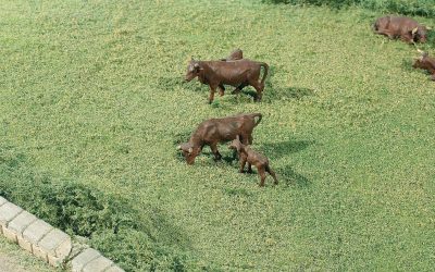 Comment faire l’herbe d’une prairie ou d’un talus ?